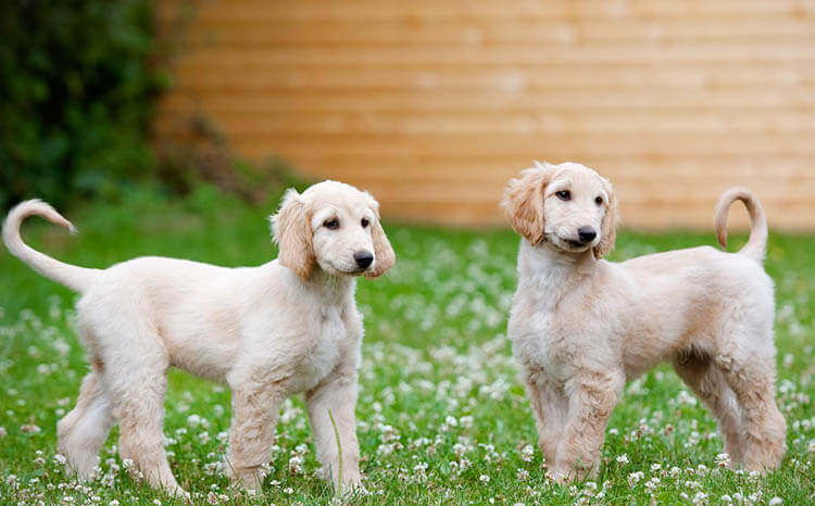 Afghan Hound